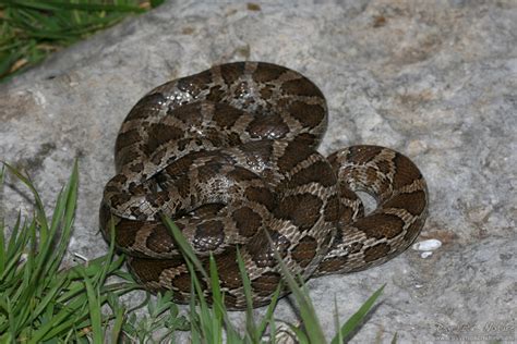 Great Plains Rat Snake (Pantherophis emoryi) - Psychotic Nature