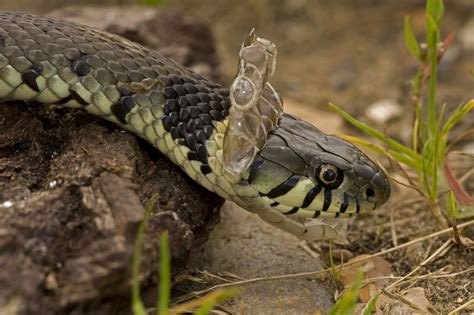 How to Treat Retained Eye Caps on Shedding Snakes