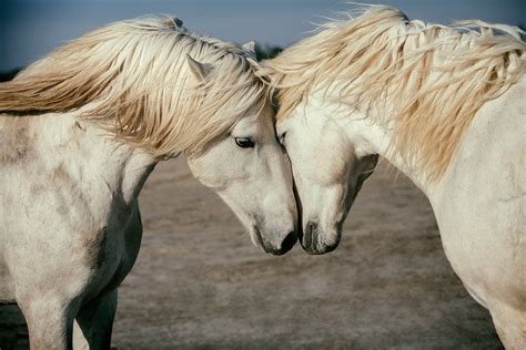 The white horses of the Camargue, France April 2022 old - Scott Stulberg Photography