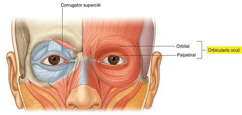 Orbicularis Oculi Muscle - Origin, Insertion, Function