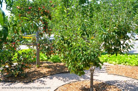 35 Extraordinary Backyard Fruit Trees - Home, Family, Style and Art Ideas