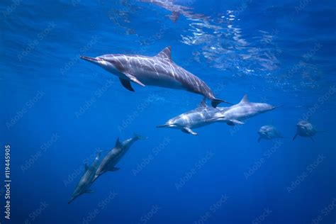 Dolphin Pod Stock Photo | Adobe Stock