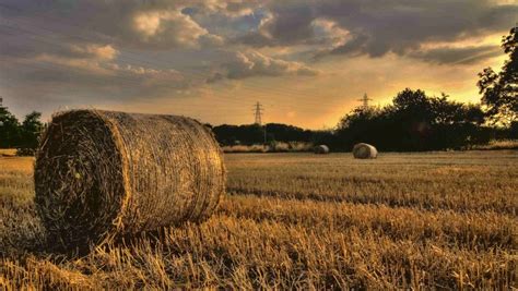 No place like home for UK arable farmers, according to survey - Farming UK News