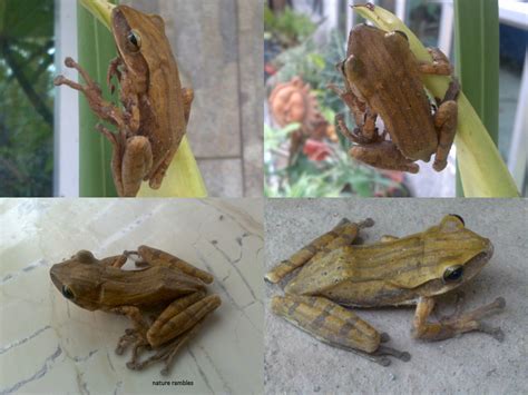 nature rambles: The Common Indian Tree Frog