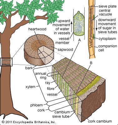 angiosperm: tree vascular system Teaching Plants, Teaching Biology, Science Biology, Science ...