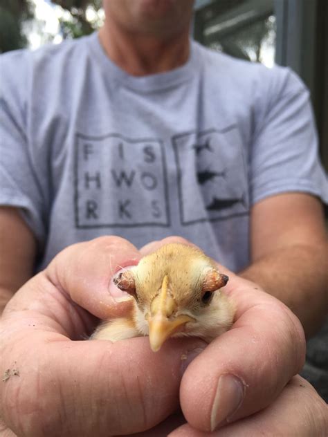 week old cream legbar chicks eye "warts" | BackYard Chickens - Learn How to Raise Chickens