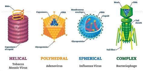 Difference between Virus and Bacteria - UPSC - UPSC Notes » LotusArise