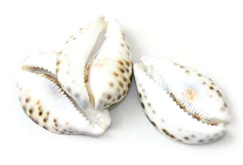 The meaning and history of the cowrie shell | Africa Imports