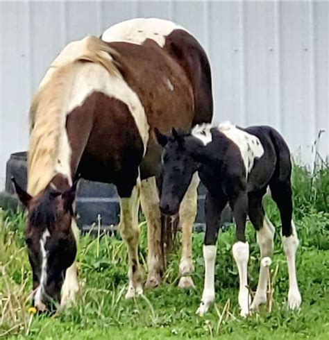 Homozygous Tobiano Stud Prospect. Gson of Riskeybusiness and Gaybardrummer