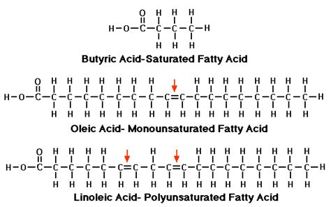 Apotheosis Fitness: Lipid Madness- sorting through the terminology a ...