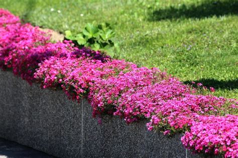 Flowering Ground Cover Perennials For Sun