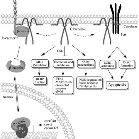 Dual role of Caveolin-1 in cancer. The ability of Caveolin-1 to... | Download Scientific Diagram