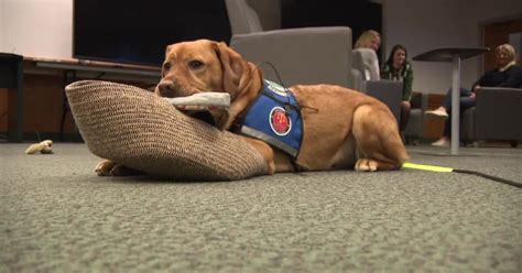 Meet Pepper, the support dog who comforted Waukesha victims during trial