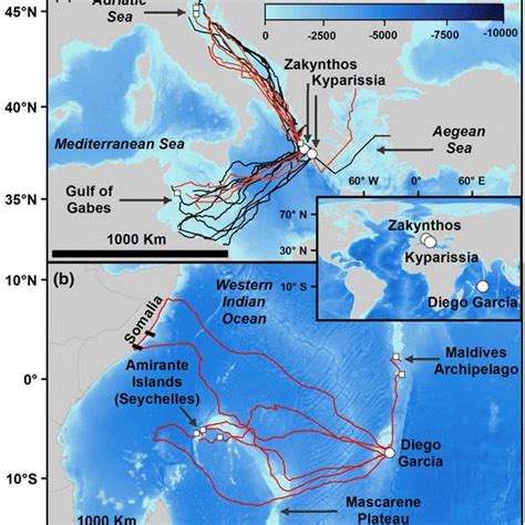 Migratory routes of: a loggerhead sea turtles and b green sea turtles ...