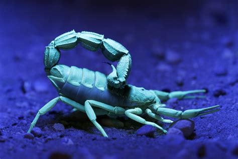 What Makes Scorpions Glow in Ultraviolet Light? - Kids Discover