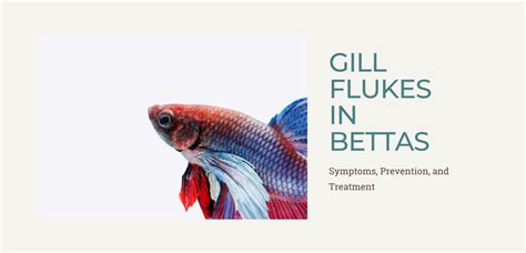 Betta Gill Flukes: Symptoms, Prevention, & Treatment [2023]