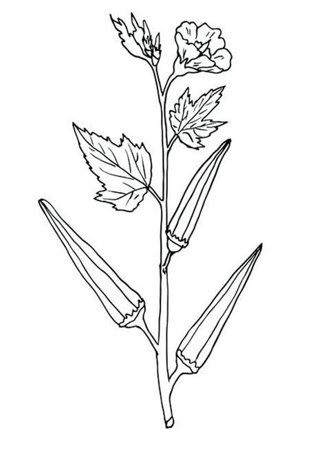 Coloring Pages | Lady Finger plant Coloring Page