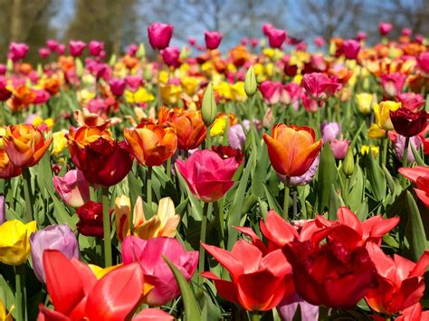 7 Best Things To Do in Amsterdam If You Adore Tulips - Travels of Jenna