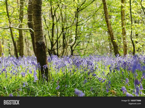 Beautiful Bluebell Image & Photo (Free Trial) | Bigstock