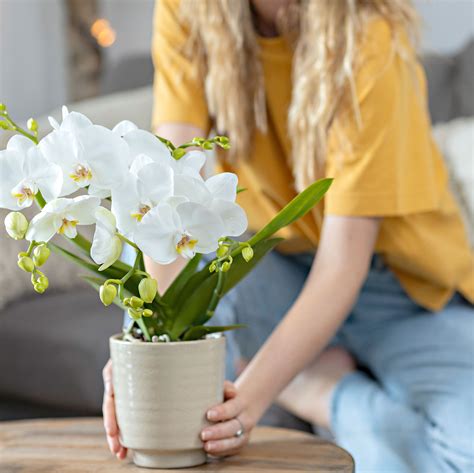 4 tips to keep your orchid blooming for as long as possible