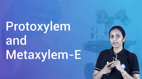 Protoxylem and Metaxylem-E in Hindi | Biology Video Lectures