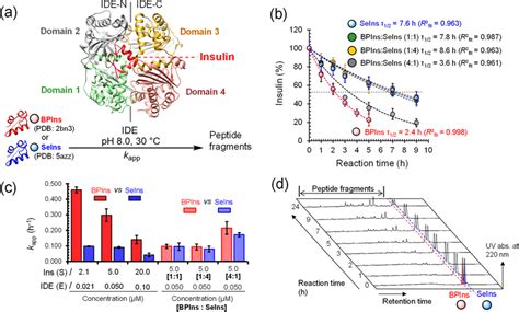 Enzymatic digestion of insulins by human insulin-degrading enzyme ...