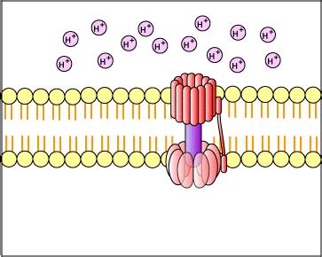 Animation of ATP Synthase