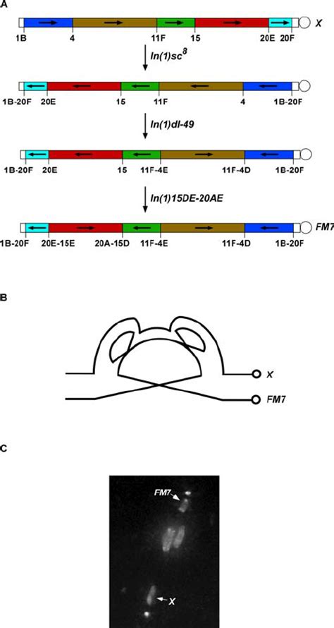 The Multiply Inverted Balancer Chromosome FM7 (A) Schematic diagram of... | Download Scientific ...