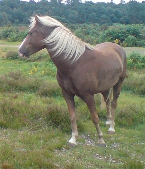 New Forest pony - Wikipedia | Horses, New forest, Pony breeds