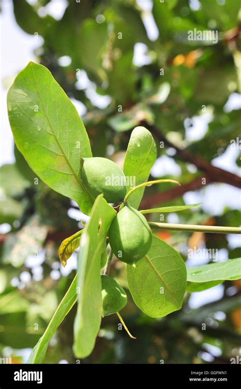 Terminalia catappa fruit Stock Photo - Alamy