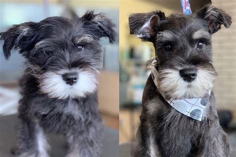 37 Cute Schnauzer Haircut Ideas - All The Different Types and Styles ...