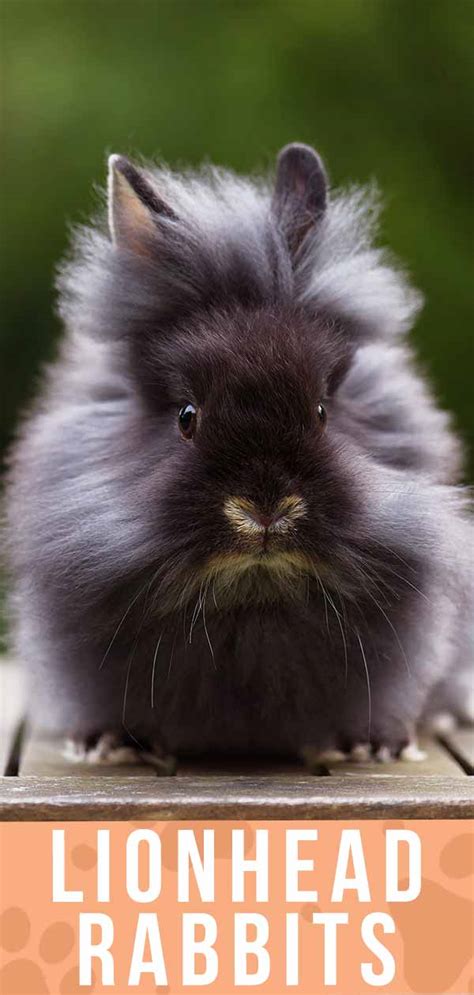 Lionhead Rabbit Breed Information Center: Discover The Lionhead Bunny