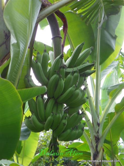 Dedaun Alam: Pisang Nangka & Pisang Berangan