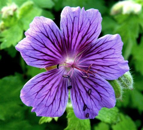 Purple wild geranium by April-Mo.deviantart.com | Geraniums, Wild ...