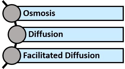 Difference Between Passive and Active transport ( with diagram & Comparison Chart) - Biology Reader