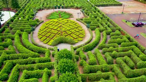 How big is our pineapple maze? HUGE - one of the biggest botanical mazes in the world! Leave a ...