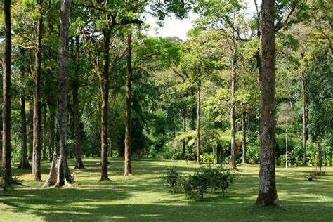 Bali Botanical Gardens, Bedugul - WanderingKiwi