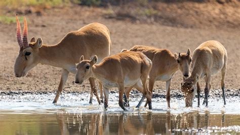 Saiga | Antelope, Description, Habitat, & Facts | Britannica