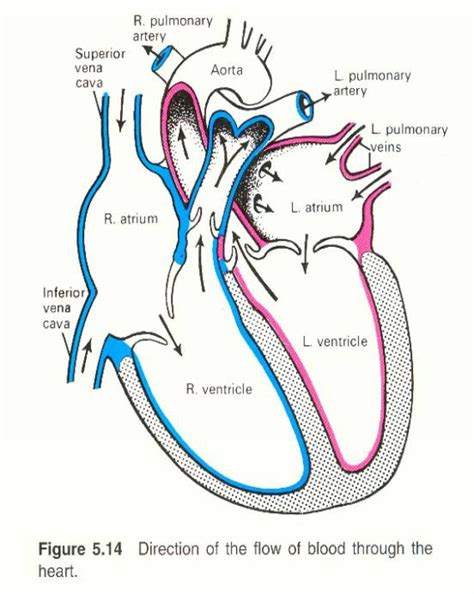 Circulatory System Diagram with Labels Luxury Free Human Heart Sketch ...