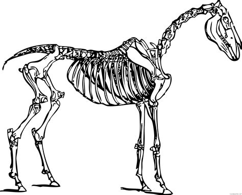 Horse Skull and Skeleton Coloring Pages horse skeleton Printable ...