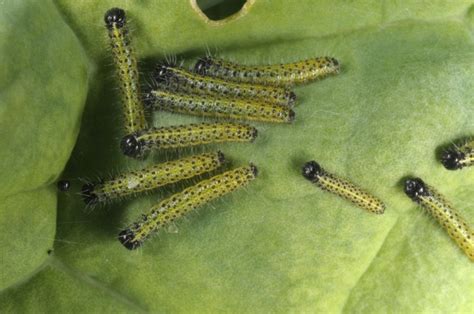 European Lepidoptera and their ecology: Pieris brassicae