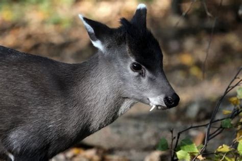 The Most Beautiful Animals You've Never Heard Of | HubPages