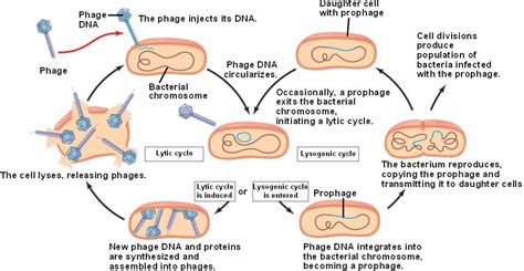 lysogenic.html 19_06LambdaLyticLysoCycle-L.jpg