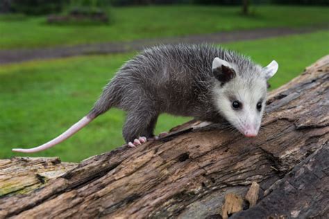 The Differences Between Raccoons and Possums