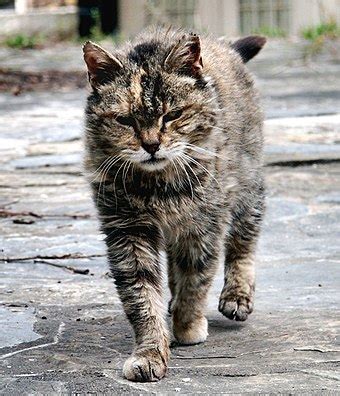 Feral cat - Wikipedia