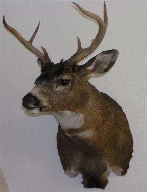 Sitka Blacktail Deer - Alaska Precision Taxidermy