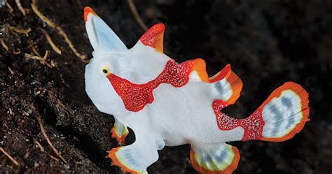 frogfish - clown | Ocean creatures, Water animals, Animals beautiful