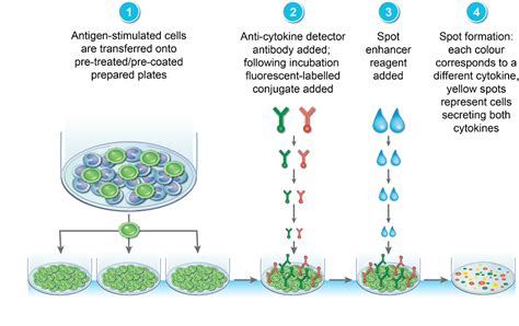 Cytokine ELISPOT & FluoroSpot Assays | British Society for Immunology