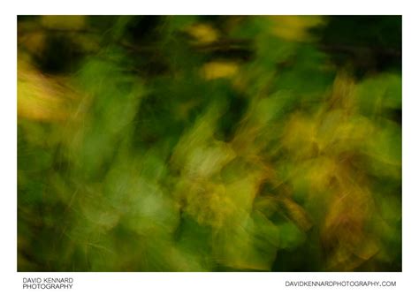 Blurred leaves abstract (XXXII) · David Kennard Photography