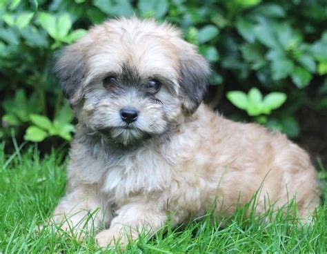 Lhasapoo Puppies For Sale | Puppy Adoption | Pet Need Home Puppies